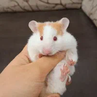 همستر حنایی تربیت شده با لوازم|موش و خرگوش|تهران, جوادیه|دیوار