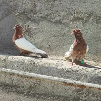 کفتر کبوتر چپ دم سینه پشت|پرنده|کاشمر, |دیوار