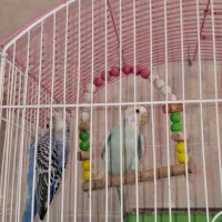 پرنده|پرنده|اصفهان, پروین|دیوار