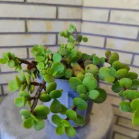 گل کراسولا یا خرفه ای