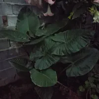 گل و گیاه طبیعی|گل و گیاه طبیعی|بابل, |دیوار