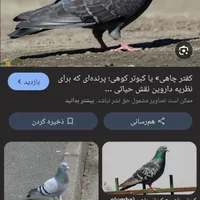 کفتر یاهی پیدا شده