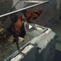 دوتاخروس قرمز