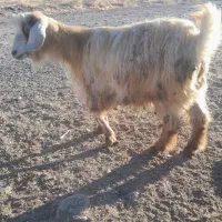 بز محلی آبستن|حیوانات مزرعه|بستان آباد, |دیوار