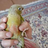 گرینچیک اناناسی|پرنده|میبد, |دیوار