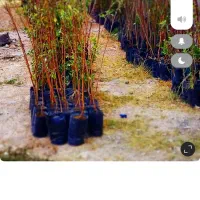 فروش نهال های گلدانی در هماشهر سپیدان|خدمات باغبانی و درختکاری|شیراز, گویم|دیوار