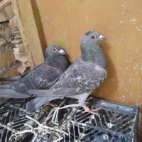 کبوتر پلاکی