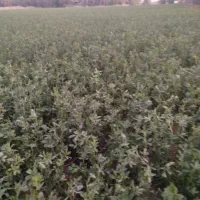 یونجه|خدمات باغبانی و درختکاری|خورموج, |دیوار