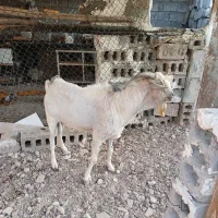 سلام فروش نر|حیوانات مزرعه|بندرعباس, |دیوار