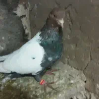 المانی‌قهویی