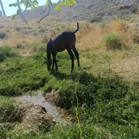 کوره اسب
