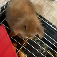 خرگوش لوپ|موش و خرگوش|بندرعباس, |دیوار