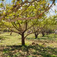 زمین باغ درمتراژ۱۸۰ متر اقساط جابان دماوند