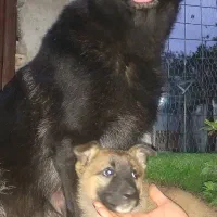 واگذاری توله ژرمن شیپرد شولاین|سگ|رشت, کاکتوس|دیوار