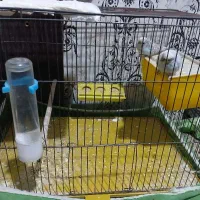 پرنده مرغ عشق|پرنده|خمینیشهر, |دیوار