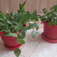 گل تازه|گل و گیاه طبیعی|تهران, قیام|دیوار