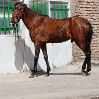 اسب نریون یورقه