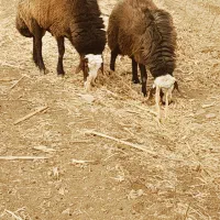 یه جفت قوچ ۲ ساله افشار اصفهانی  درجه یک بشرط