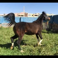 حیوانات|اسب و تجهیزات اسبسواری|اصفهان, شهشهان|دیوار