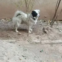 سگ فروشی|سگ|اقبالیه, |دیوار