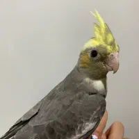 عروس هلندی دستی|پرنده|کرج, باغستان|دیوار