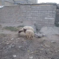 میش و بره