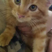 واگذاری گربه خانگی