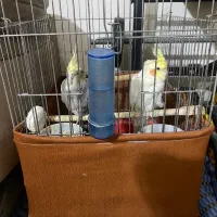 لوازم منزل معاوضه|اجاق گاز و لوازم برقی پختوپز|قزوین, |دیوار