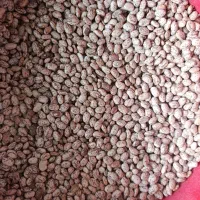 مقداری لوبیا چیتی