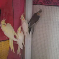 فروش عروس هلندی