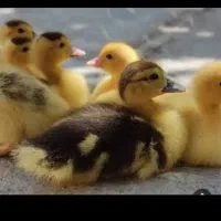 جوجه اردک محلی وجوجه غاز وزعفران