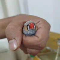 سه جفت فنچ کاکلی ولپ سیاه|پرنده|اصفهان, دانشگاه اصفهان|دیوار