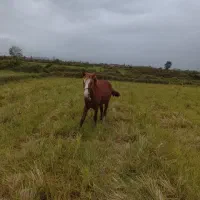 اسب نر کرُند ۴ ساله|اسب و تجهیزات اسبسواری|رودسر, |دیوار