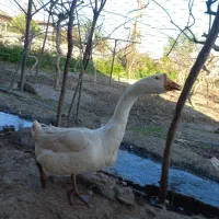 قو غاز نر وماده سفید