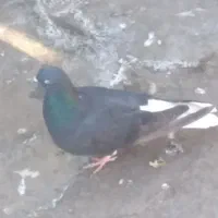 دوتا دم سفید تمیز و بدون پر یا دم رخ مغبول|پرنده|مشهد, حجت|دیوار