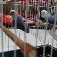 طوطی بریزیلی به شرط مولد