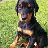 دوبر من اصیل