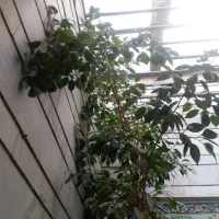 حراج انواع گلهای طبیعی