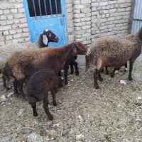 گوسفند|حیوانات مزرعه|زاوه, |دیوار