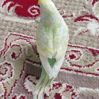 مرغ عشق نر
