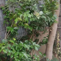 گل باخچه|گل و گیاه طبیعی|رشت, لاکانی|دیوار