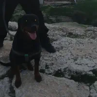 سگ روت وایلر گمشده