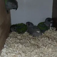 طوطی سنگال|پرنده|ری, جوانمرد قصاب|دیوار