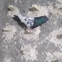 سینه|پرنده|شیراز, گچی|دیوار