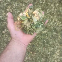 ذرت علوفه|لوازم جانبی حیوانات|زابل, |دیوار