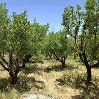 باغ-بادام-1700-متری-روستای-تیران