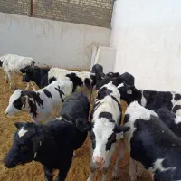 گاو گوساله تلیسه|حیوانات مزرعه|اصفهان, قهجاورستان|دیوار