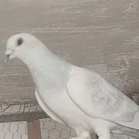 کلاغ بی‌درنگ