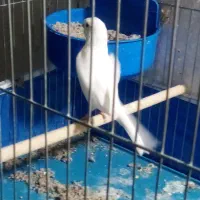 یک جفت قناری نر و ماده|پرنده|اصفهان, خوراسگان|دیوار