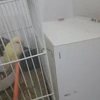 طوطی برزیلی تخم گزار جفت|پرنده|بجنورد, |دیوار